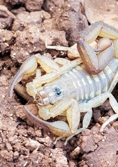 Centruroides guanensis