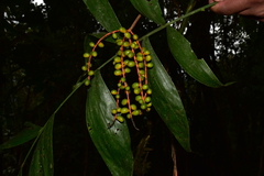 Chamaedorea pinnatifrons