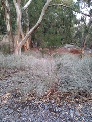 Hyalis argentea