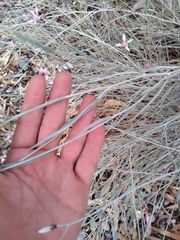 Hyalis argentea