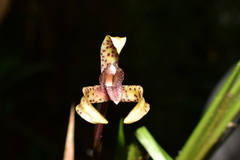 Maxillaria