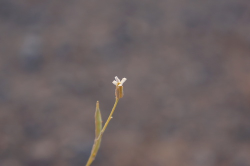 Farsetia occidentalis