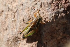 Phaedrotettix palmeri