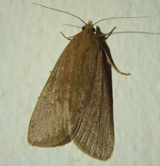 Cathayia insularum