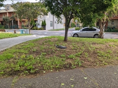 Egretta novaehollandiae novaehollandiae