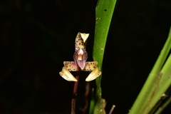 Maxillaria