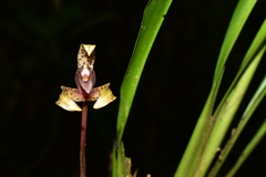 Maxillaria