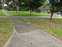 Egretta novaehollandiae novaehollandiae