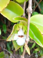 Codonanthe gracilis