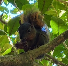 Sciurus granatensis