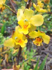 Cyrtopodium flavum