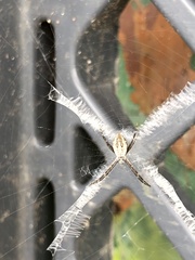 Argiope argentata