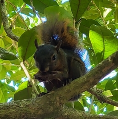 Sciurus granatensis