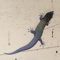 Sphaerodactylus copei