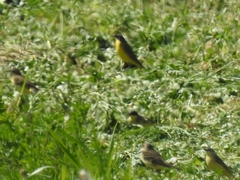 Motacilla flava thunbergi