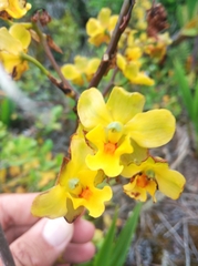 Cyrtopodium flavum