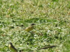 Motacilla flava thunbergi