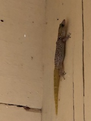 Sphaerodactylus copei