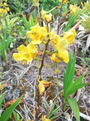 Cyrtopodium flavum