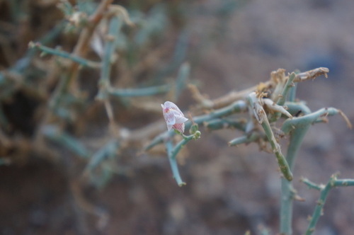 Acanthorrhinum ramosissimum