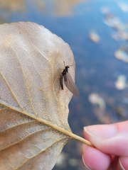 Leptophlebia