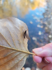 Leptophlebia