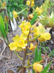 Cyrtopodium flavum