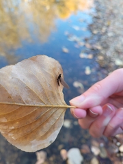Leptophlebia
