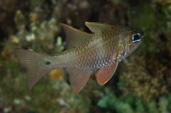 Ostorhinchus norfolcensis