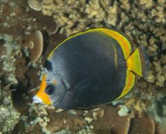 Chaetodon flavirostris