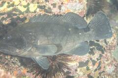 Epinephelus daemelii