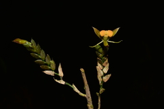 Epidendrum aristatum