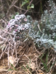 Teucrium