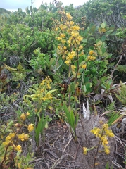 Cyrtopodium flavum