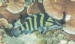 Acanthistius cinctus