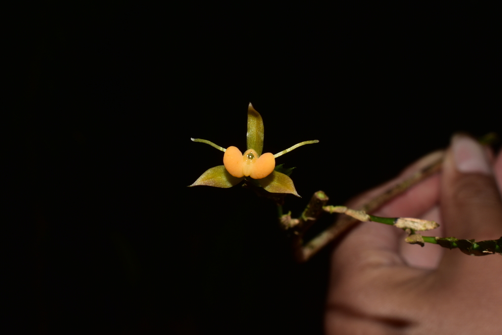 Epidendrum aristatum Ackerman & Montalvo 2