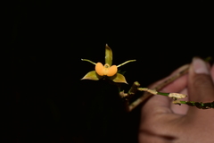 Epidendrum aristatum