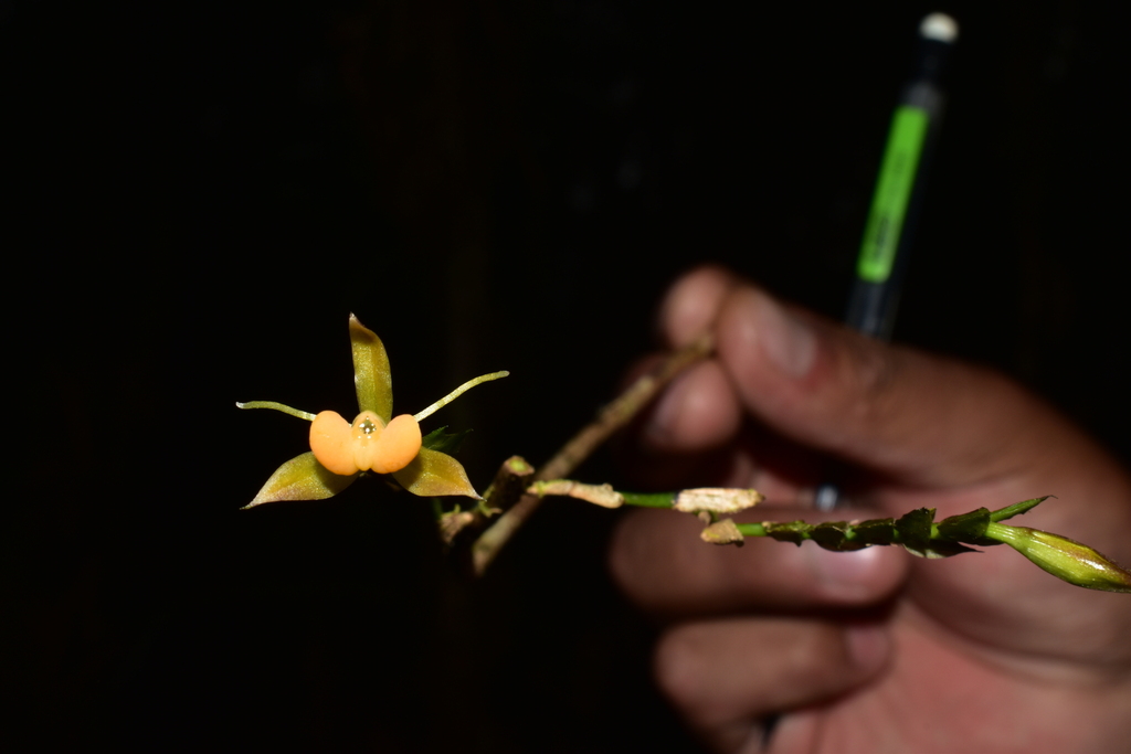 Epidendrum aristatum Ackerman & Montalvo 3