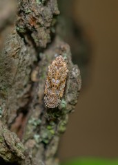 Catonia