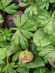 Alchemilla arvensis