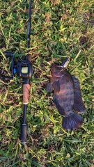 Mayaheros urophthalmus