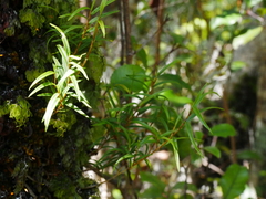 Dendrobium cunninghamii