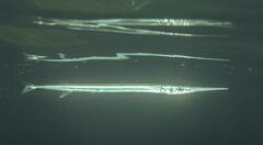 Platybelone argalus