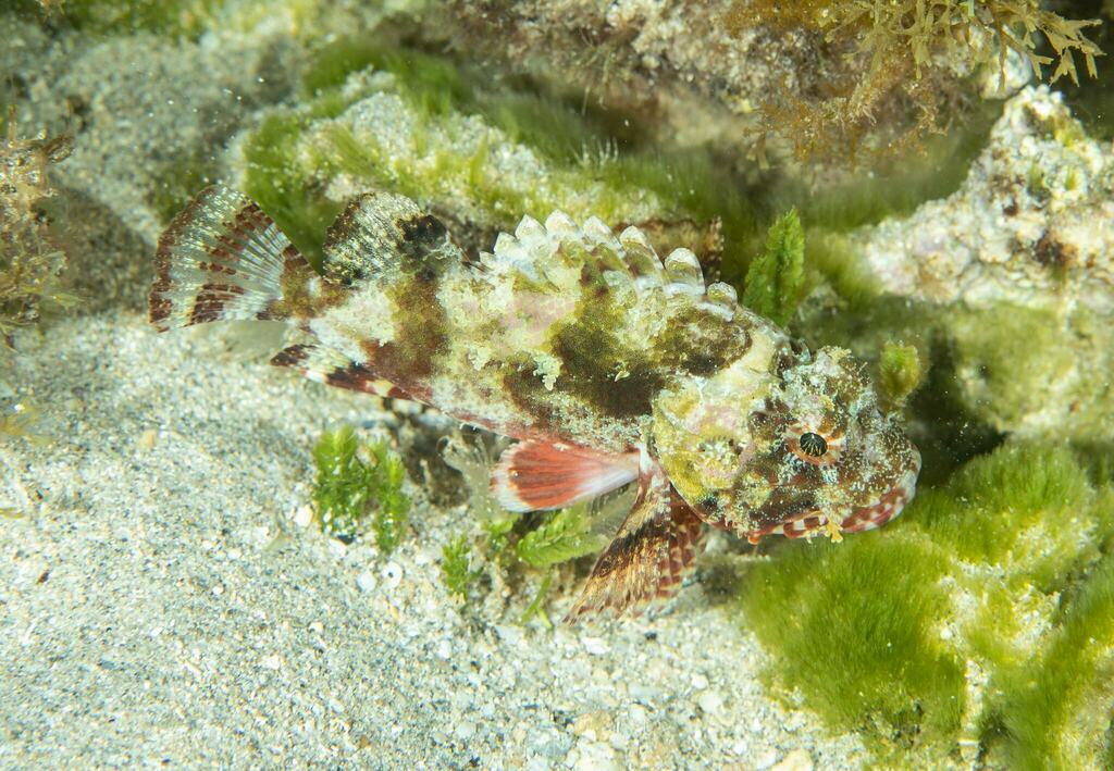 Golden scorpionfish (Parascorpaena mossambica) — Scorpaenidae