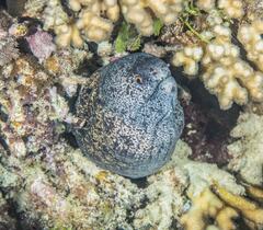 Gymnothorax annasona