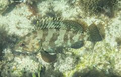Epinephelus rivulatus