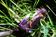 Geograpsus grayi
