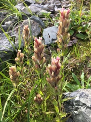Castilleja parviflora albida