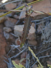 Funastrum
