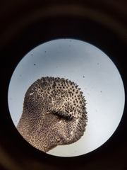 Lycoperdon nigrescens